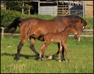 Honetbrook Lauranda Grade A Showjumper